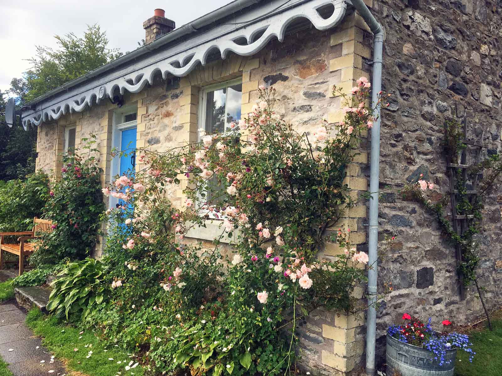 Roses cascading down the front
