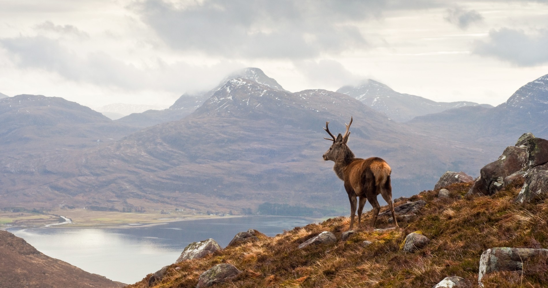 Photograph shows a large brown male stag in the foreground with large antlers standing on top of a hill looking over the glen, the background shows the large valley with a loch and mountain with snowy peaks