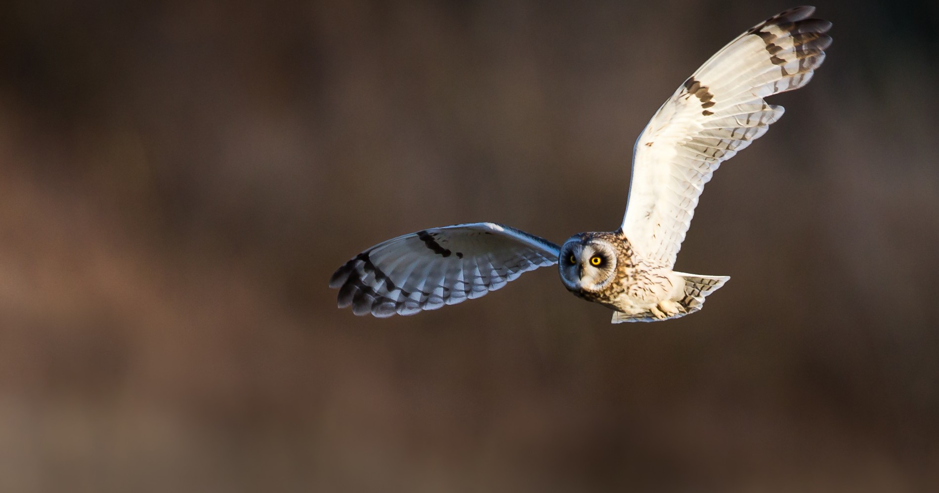 This image shows a short-eared owl flying through the sky honing in on it's prey in the scottish highlands.  Scottish bird wildlife